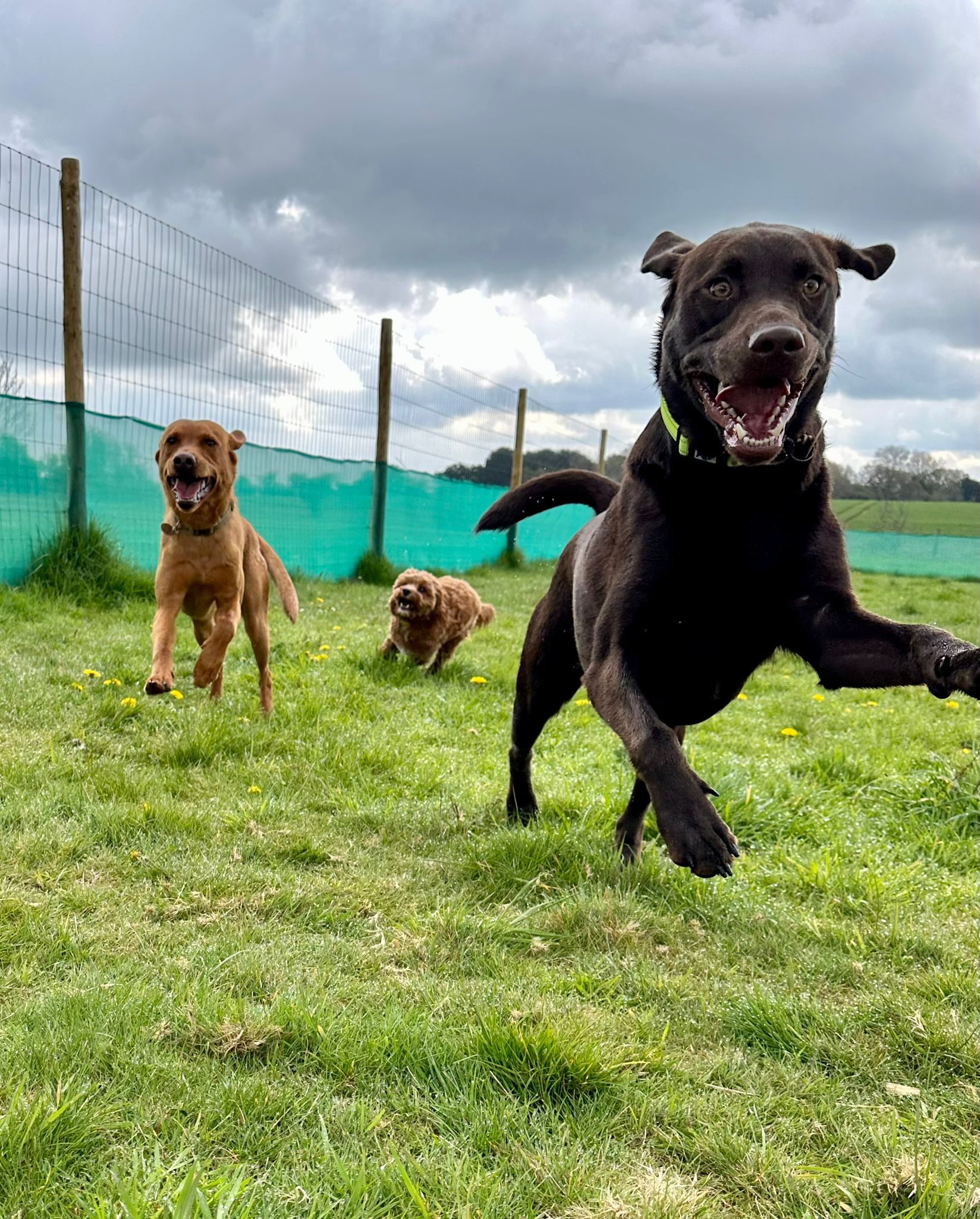 Two labradors and a cavapoo playing at doggy day care in dorset