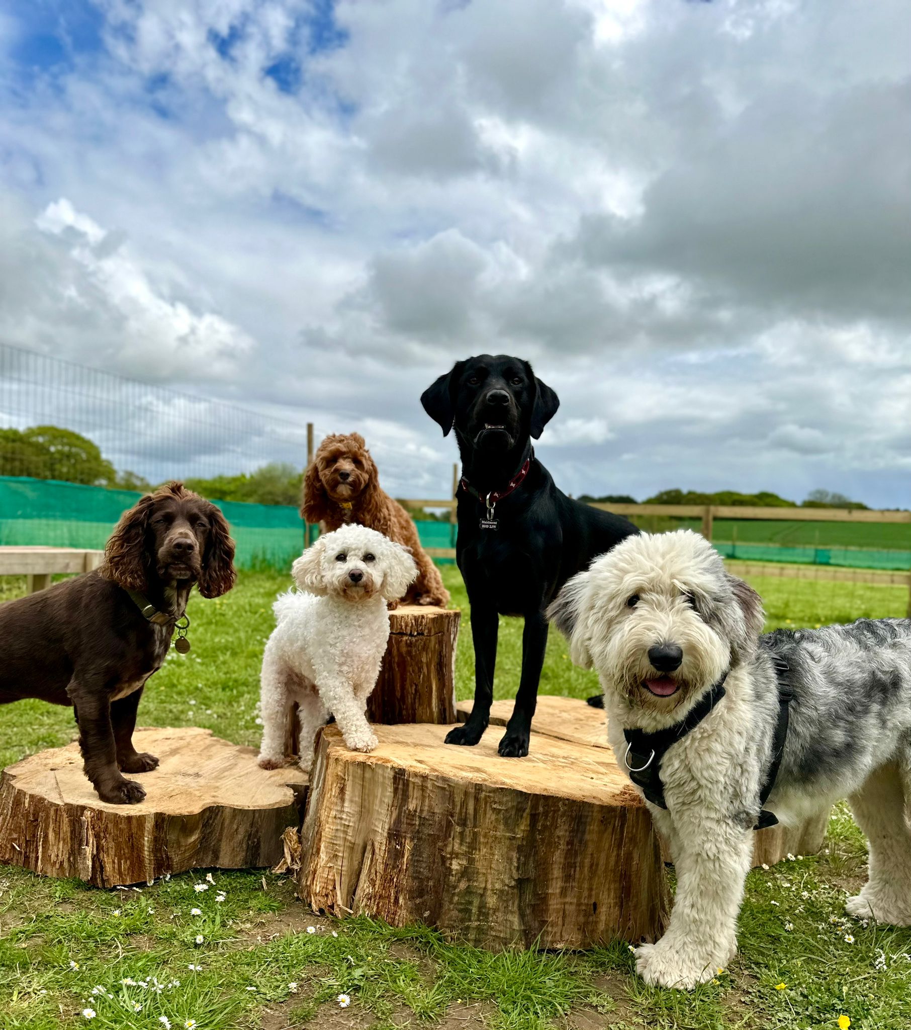 Group of dogs at doggy day care playing on the natural play equipment in the doggy day care field