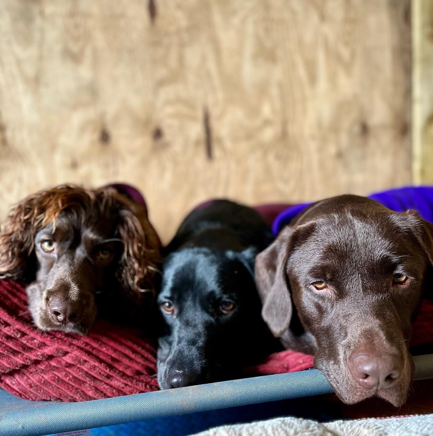 Three dogs at doggy day care sleeping on the comfy beds together.