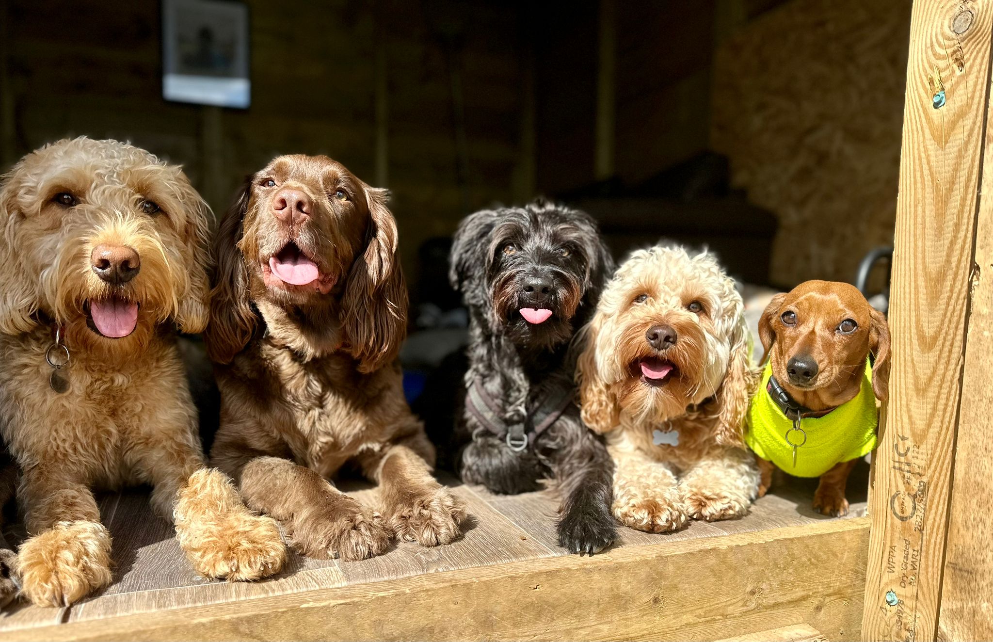 Doggy Day Care Photo Gallery Country Paws Doggy Day Care