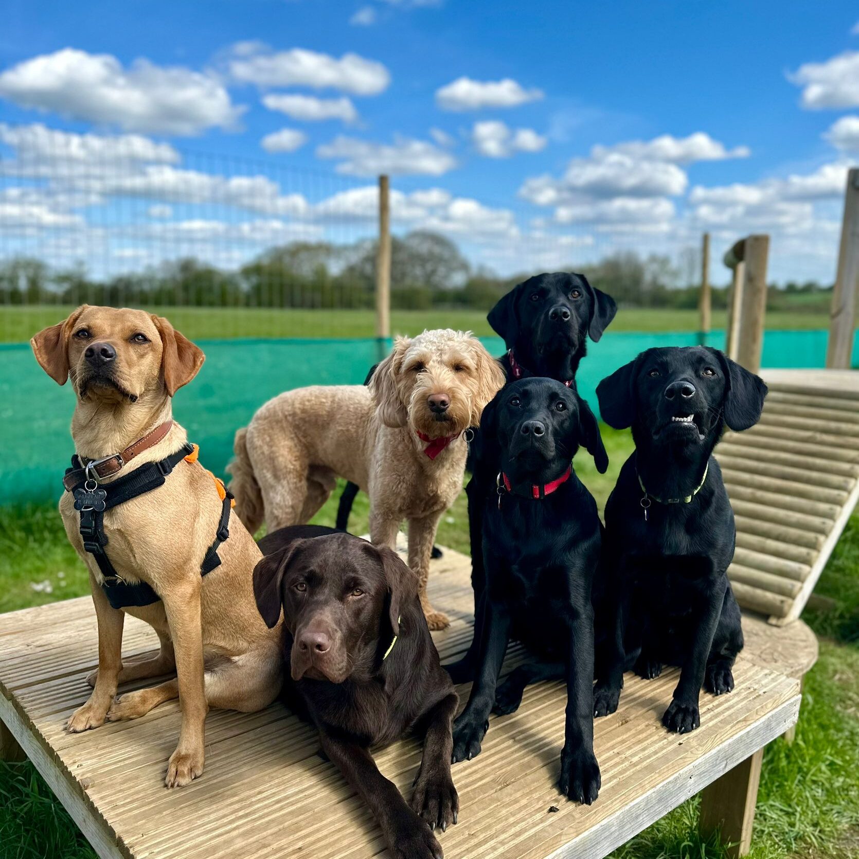 Group of dogs at our doggy day care in dorset