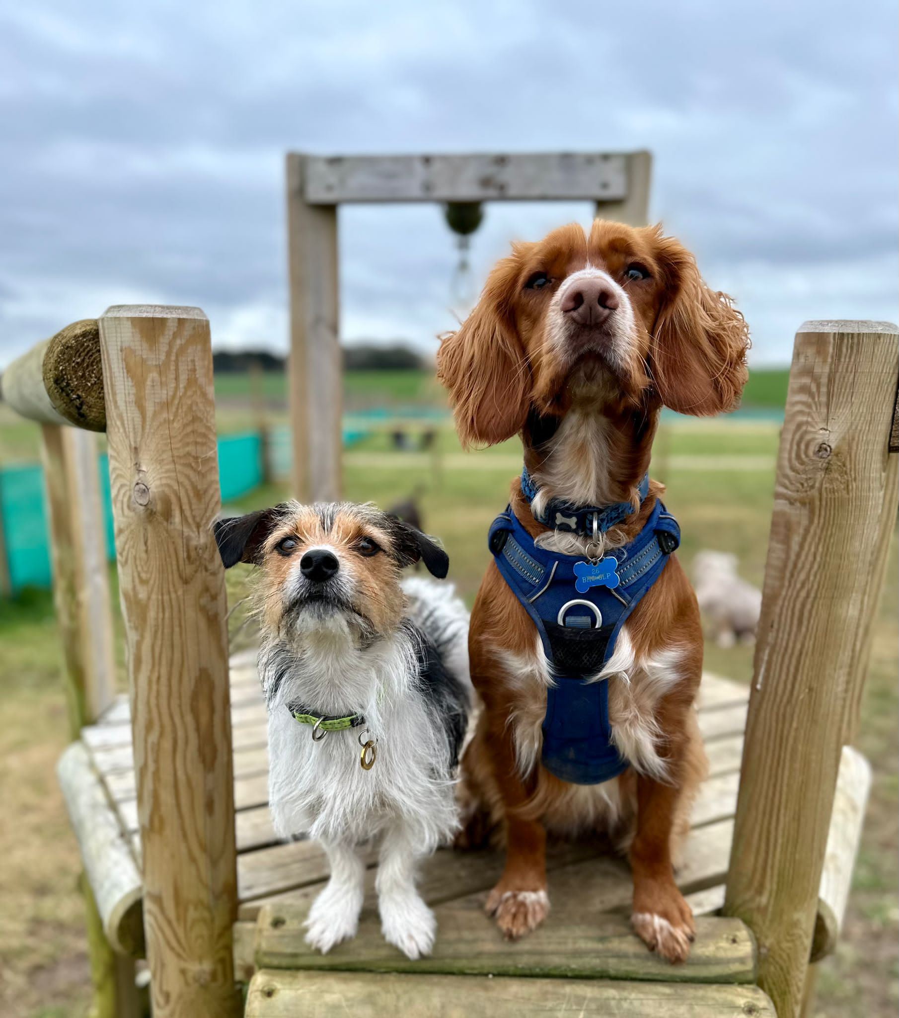 Jack russell and a cocker spaniel at doggy day care in dorset