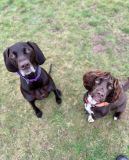 German short haired pointer and cocker spaniel