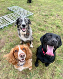 Cocker spaniel, collie cross retriever and Labrador at Dorset based doggy day care