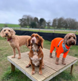 Labradoodle, cocker spaniel and cockerpoo at Dorset based doggy day care