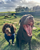 Cocker spaniel and labrador at dorset doggy day care