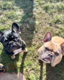 Two French bulldogs looking at the camera